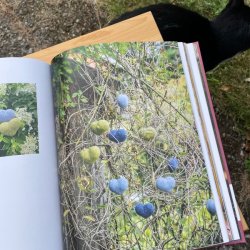 billede fra strikkebog Marie Krøyer