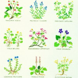 Blomster - ophæng med broderi